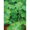 thumbnail image 5 of Burpee-Kale, Premier Seed Packet, 5 of 5