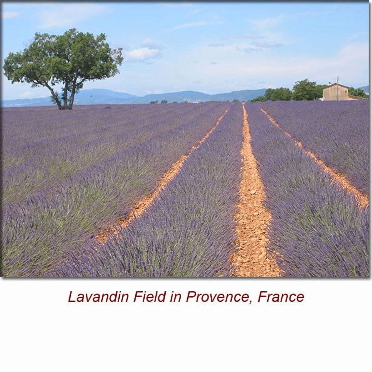 Lavandin Essential Oil 1 fl oz (30 ml) - 100% Pure and Natural by Silky Scents