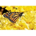 thumbnail image 2 of Alan Hausenflock 14x11 White Modern Wood Framed Wall Art Titled - Monarch on Chrysanthemums, 2 of 5
