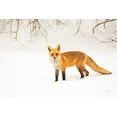 thumbnail image 2 of Aledanda 32x23 Gold Ornate Wood Framed with Double Matting Museum Art Print Titled - Red Fox IV, 2 of 4