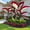 A, variant on Perennial Elephant ear For Planting Ornamental-Premium Garden Stakes-Home Decoration-Beautiful Gift Garden-Bloom Year After Year-(Non-Artificial)