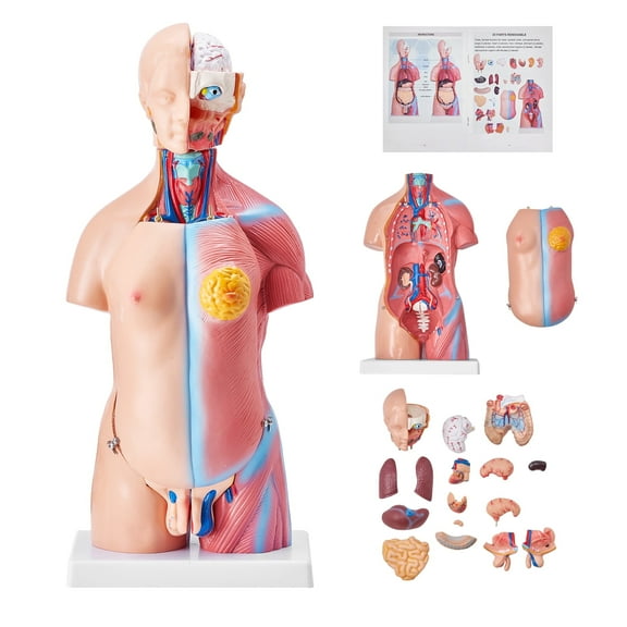 VEVOR Human Body Model,23 Parts 18 inch,Human Torso Anatomy Model Unisex Anatomical Skeleton Model with Removable Organs,Educational Teaching Tool for Students Science Learning Education Display