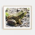 thumbnail image 2 of Green Frog - Homer Michigan Photography Wildlife Animal Nature Insect Garden Wilderness Unframed Wall Art Print 11 x 14 inches, 2 of 6