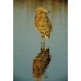 thumbnail image 2 of Williams, Joanne 18x24 Black Ornate Wood Framed with Double Matting Museum Art Print Titled - FL, Reddish egret reflects in water while hunting, 2 of 4