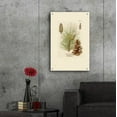 thumbnail image 6 of Epic Art 'Vintage Pine Cone' by Stellar Design Studio, Acrylic Glass Wall Art, 24"x36", 6 of 8