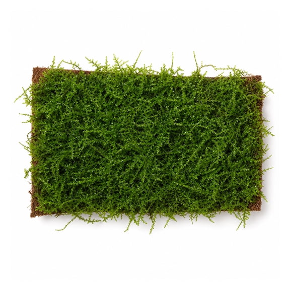 Canton Aquatics Java Moss Live Aquarium Plant, Freshwater, Carpet, 3x5 inch mat