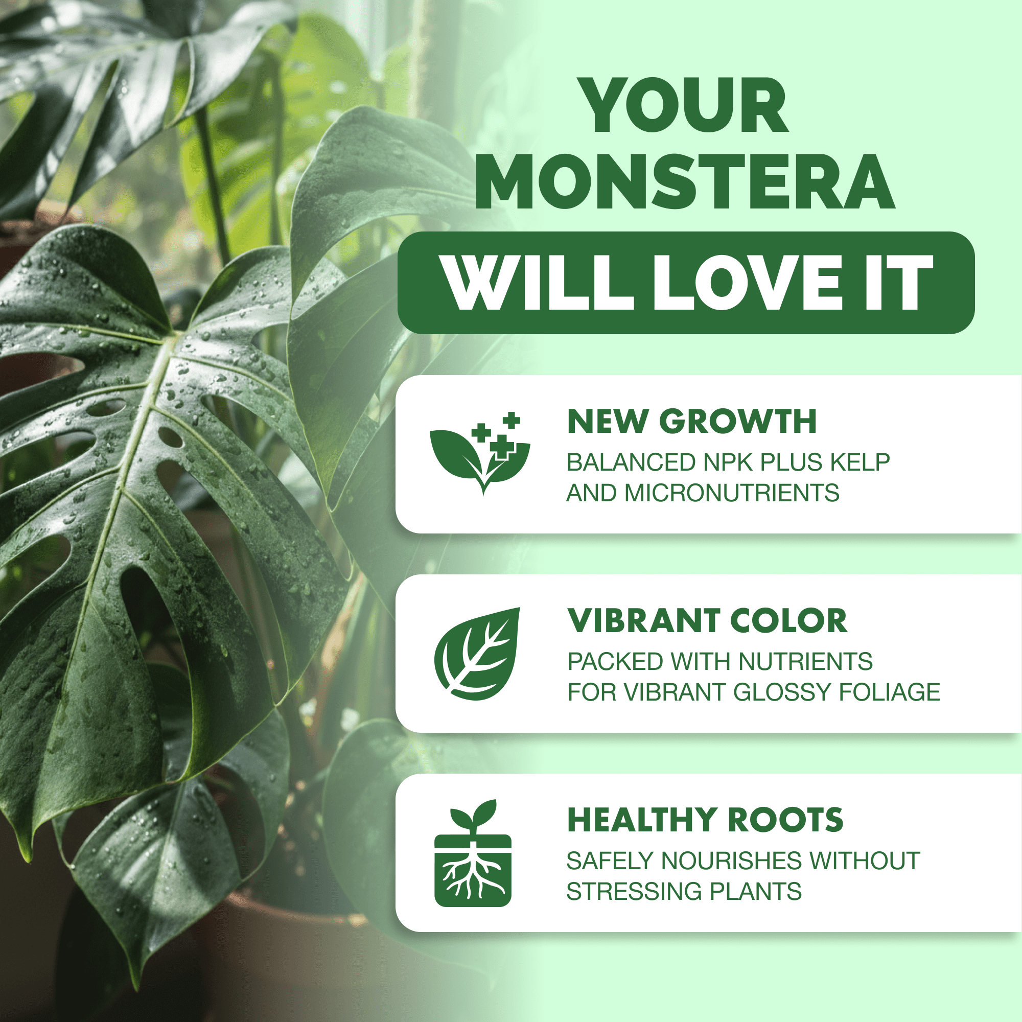 Monstera Plant Food for Monsteras and Philodendrons, Tropical Houseplant  Liquid Fertilizer 8 oz (250mL)