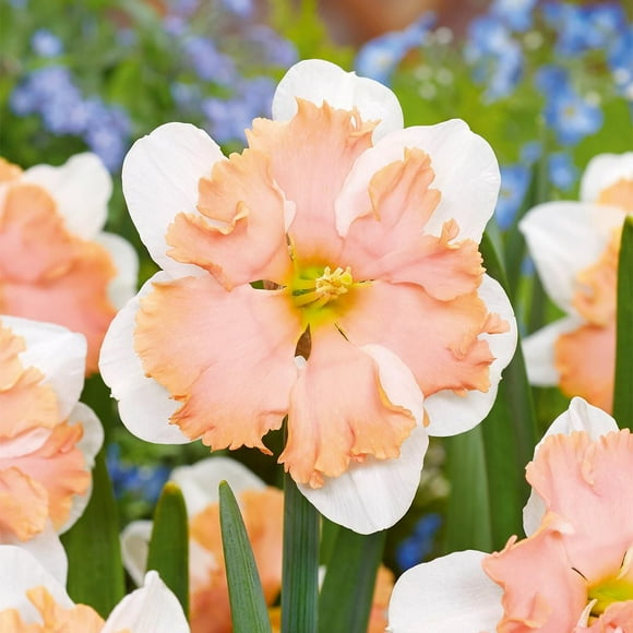 TASC Narcissus Flower Bulbs-Narcissus Collar Casanova(10 Bulbs)