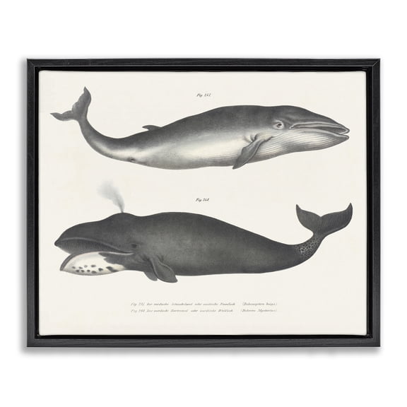 Stupell Industries Vintage Whale Study Diagrams Animals Painting Black Floater Framed Canvas Art Print Wall Art, 21 x 17