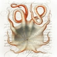 thumbnail image 2 of Hunziker, Steve 15x15 White Modern Wood Framed Museum Art Print Titled - Octopus III, 2 of 4