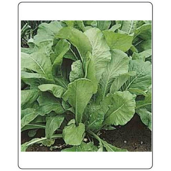 Mustard Spinach (Komatsuna) Tendergreen Great Heirloom Vegetable BULK 60,000 Seeds