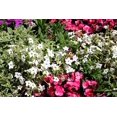 thumbnail image 3 of 100 Organic WHITE NICOTIANA Flowering Tobacco Nicotiana Alata Seeds, 3 of 8