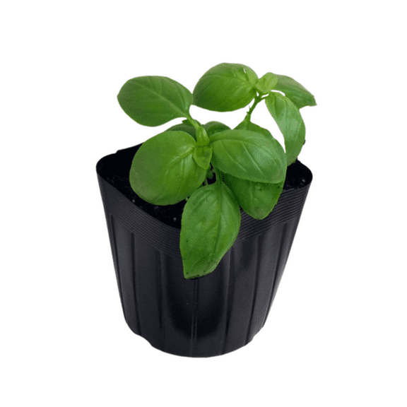 Sweet Basil Plant in Pot, 3 - 5 Inches Tall, Basil Live Plant for Indoor Outdoor Gardening