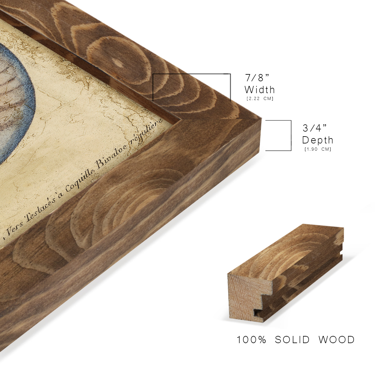 Seashell Ephemera II - Framed Print w/glass - Walnut