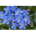 thumbnail image 4 of 500 Blue FORGET ME NOT Myosotis Sylvatica Shade or Sun Perennial Flower Seeds, 4 of 9