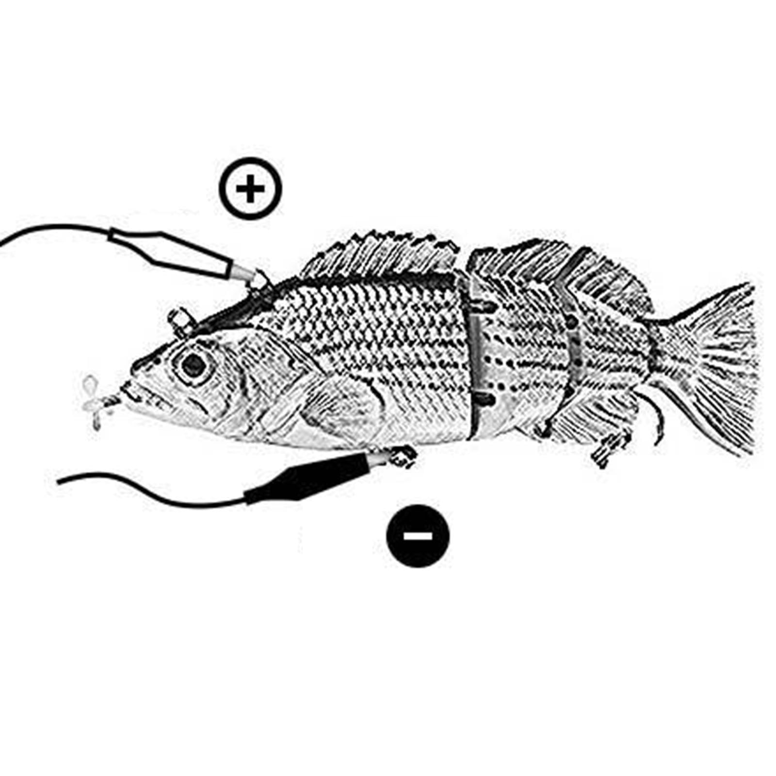 Electric Swimming Fishing Lure - 3D Lifelike Robotic Bait for Freshwater & Saltwater, Auto-Swim Technology for Beginners & Professional Anglers