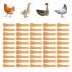 thumbnail image 2 of Dedos para desplumar avesdedo para desplumar pato no es fácil de deformar para desplumar codornices para pato para pollo Amonsee No, 2 of 5