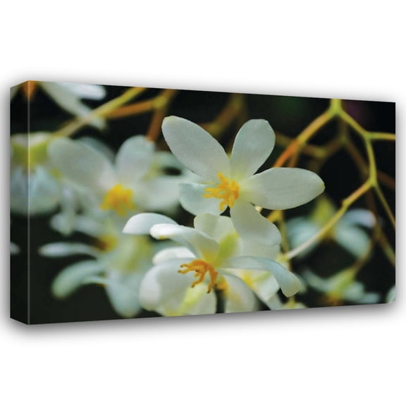Brian Moore 18x13 Gallery Wrapped Canvas Wall Art Titled - White Orchids I