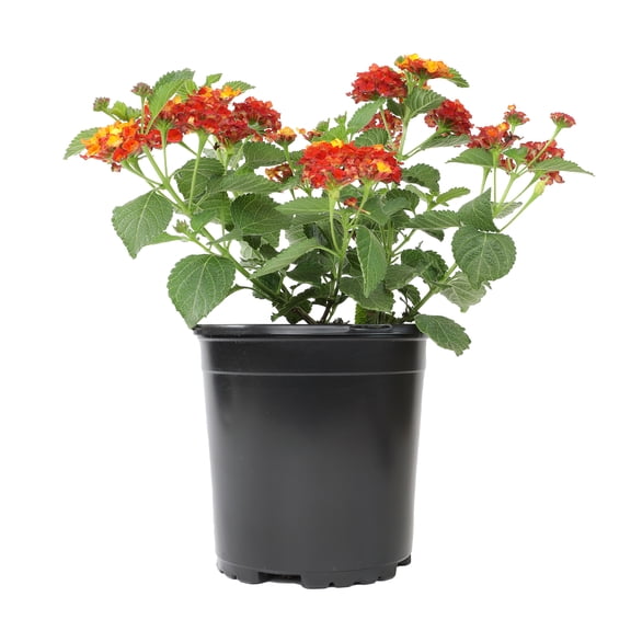 Expert Gardener Dallas Red Lantana Live Plant, 2.5 QT Grow Pot, Direct Sun, Flowering Plant