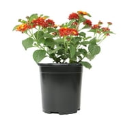 Expert Gardener 2.5QT Red Lantana Live Color Plant| 2.5 QT Grow Pot| Direct Sunlight| Flowering Plant| By Altman Plants