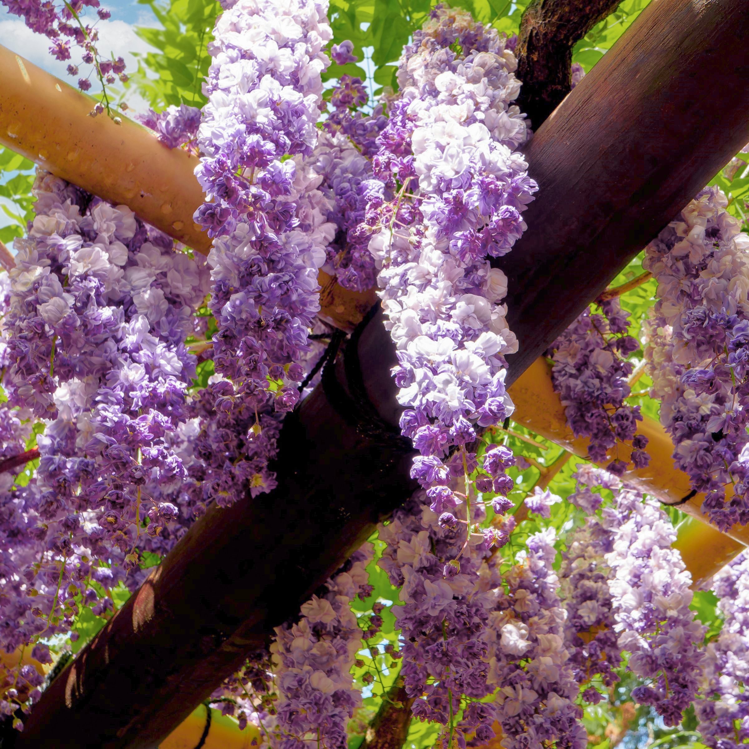 National Plant Network Live Perennial 1 gal Black Dragon Wisteria with Full Sunlight