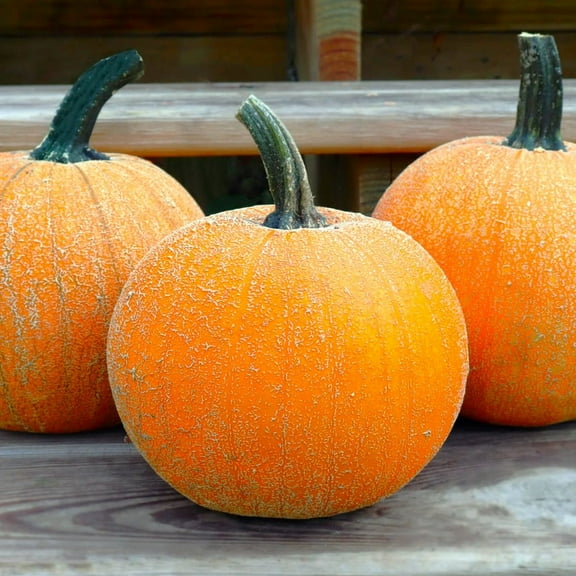 TomorrowSeeds - Winter Luxury Pie Pumpkin Seeds - 20  Count - For 2026 Planting Gourmet Golden Fine