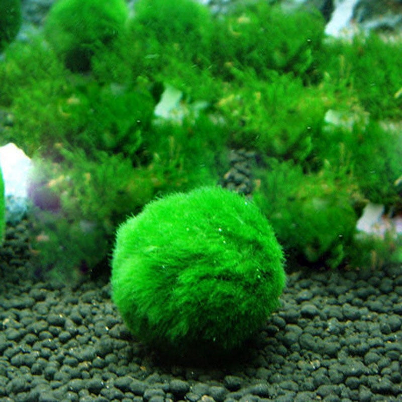 Stamens Marimo Moss Ball Shrimps Snails Playing Algae Growth Plant