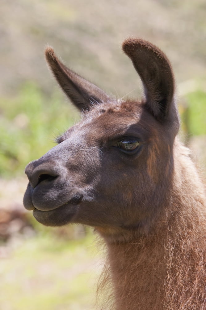 Llama (lama Glama)
