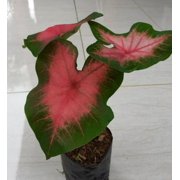 Blue Buddha Farm: Sunset Pink Caladium (2 Bulbs) - Easy to Grow Indoor or Outdoor Perennial Plant