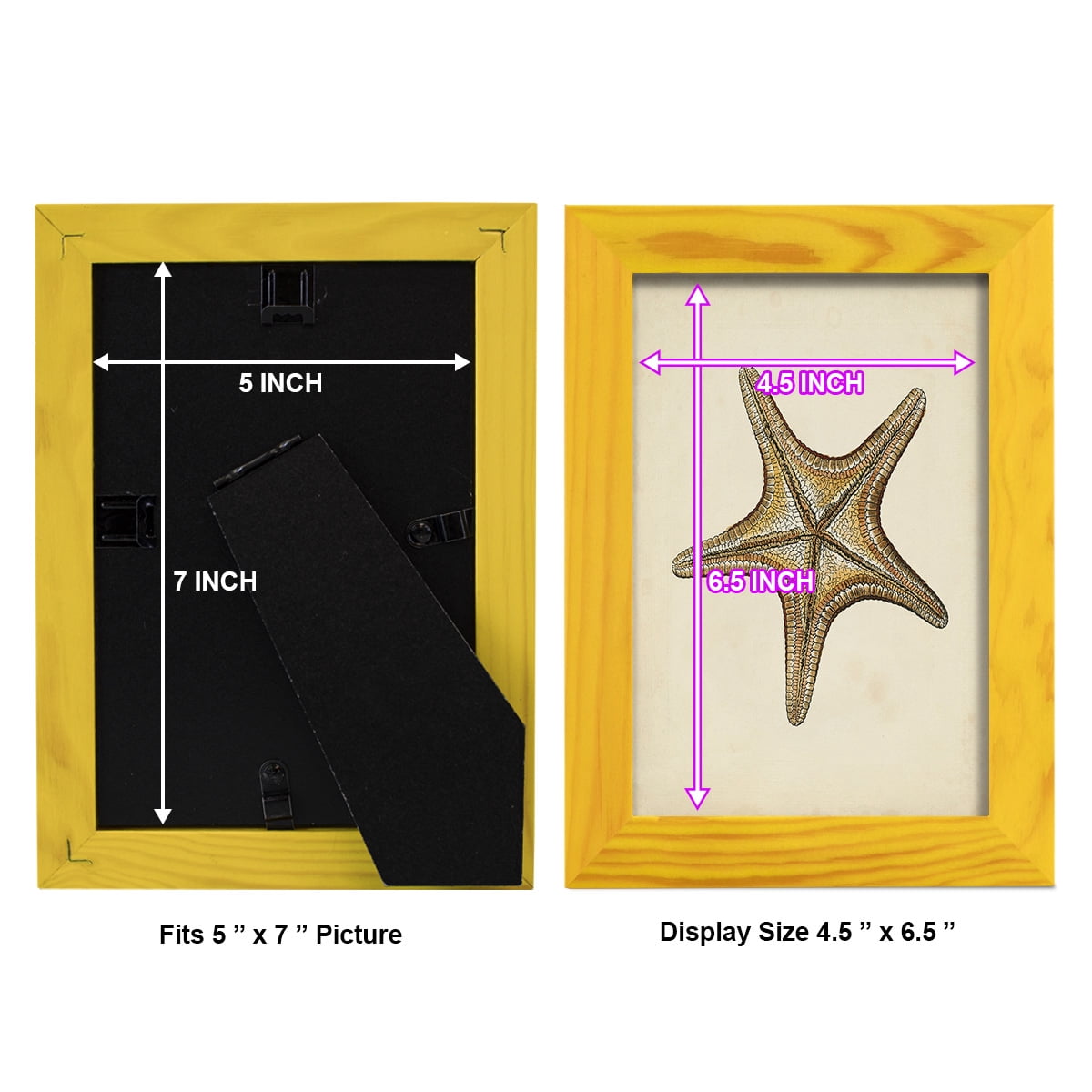Sealife Collection IV - Framed Print w/glass - Sunflower Yellow