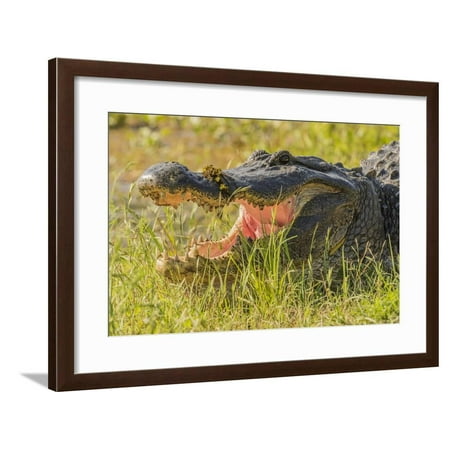 USA, Louisiana, Atchafalaya National Heritage Area. Alligator sunning in grass. Framed Print Wall Art By Jaynes
