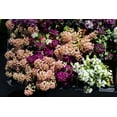 thumbnail image 4 of 50 Easter Bonnet PEACH ALYSSUM Lobularia Maritima Hummingbird Flower Seeds, 4 of 6