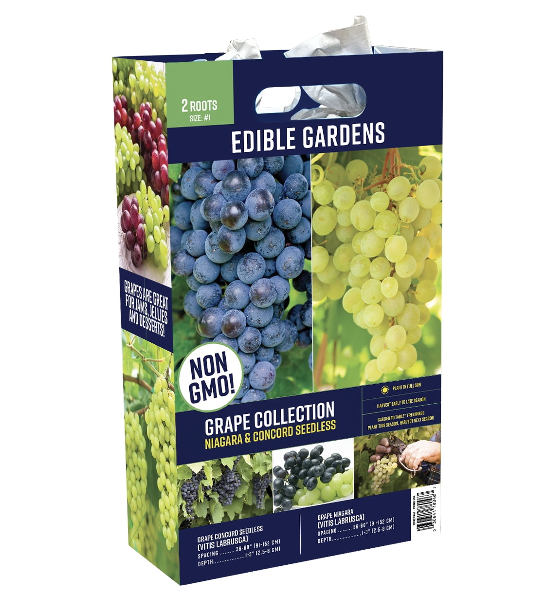 Van Zyverden Grape Seedless Somerset (1 Dormant Bare Plant Root