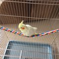thumbnail image 1 of TOPINCN nbsp,nbsp,Colorful Hanging Cotton Rope Bird Standing Frame Comfortable Parrot Chewing Climbing Grinding Rod Toy, 1 of 7