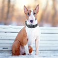 thumbnail image 4 of Dog Collar for Small Medium Dogs,  Adjustable Reflective Wide Heavy Duty Pet Collars with Safety Locking Buckle for Walking, 4 of 9