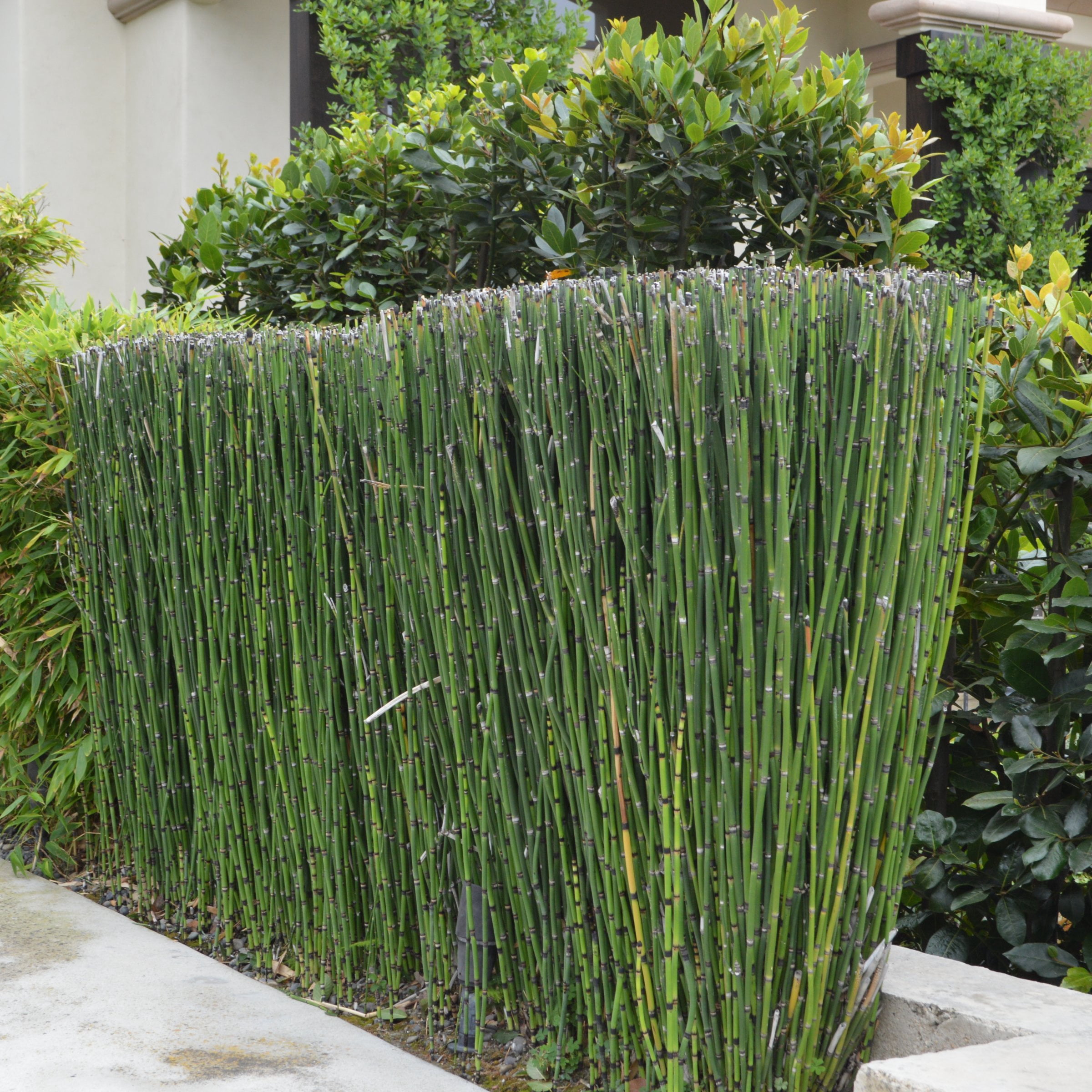 1 gal. Equisetum Horsetail Plant
