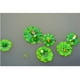 thumbnail image 5 of Figura de rana flotante sobre hoja de loto con varios adornos creativos de animales Acostado, 5 of 9