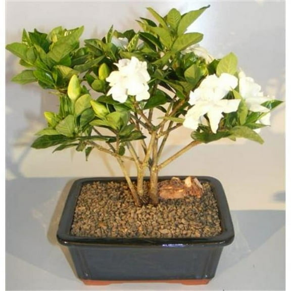 Bonsai Boy of   York b2002 Flowering Gardenia Bonsai Tree - Multi Trunk Style - Gardenia Jasminoides