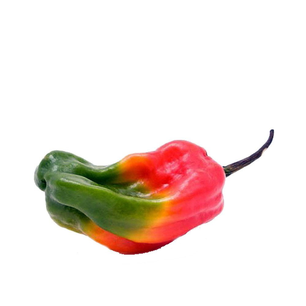 Jamaican Rainbow Pepper Plant Fiery Hot 4" Pot