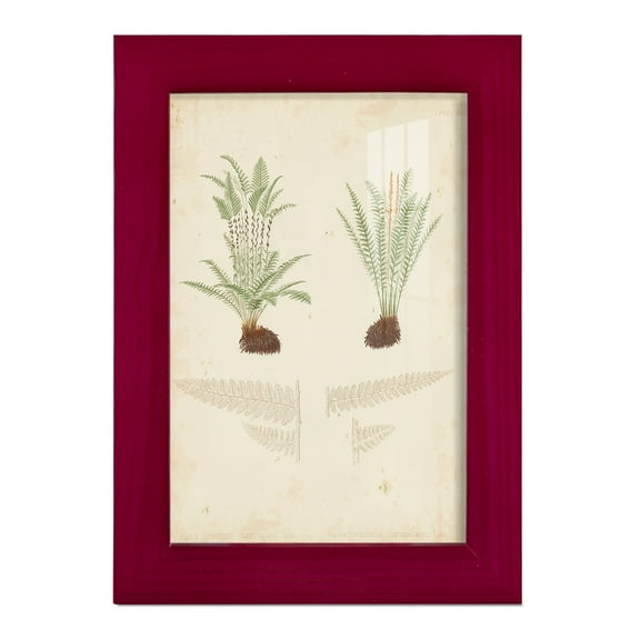 Fern Study III -Framed Print w/glass-Cherry Red