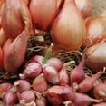 thumbnail image 2 of Set 50 Mix Onion Bulbs, Onion Bulb Mix, Suitable for Planting Outdoor Landscape, 2 of 6