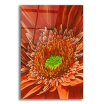 Epic Art 'Cameo' by Barbara Keith, Acrylic Glass Wall Art, 12"x16"