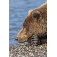 thumbnail image 2 of Jones, Adam 11x14 Gold Ornate Wood Framed with Double Matting Museum Art Print Titled - Adult grizzly bear resting on beach-Lake Clark National Park and Preserve-Alaska, 2 of 4