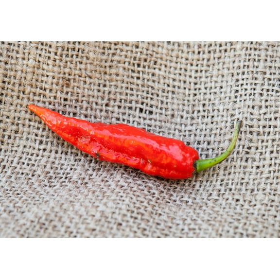 Ghost Pepper Bhut Jolokia Heirloom Pepper Premium Seeds Packet