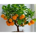 thumbnail image 2 of 10 Edible Fruit Orange Tree Seeds, Bonsai Citrus Orange Tree Seeds, 2 of 8
