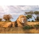 thumbnail image 2 of Rompecabezas El Rey De La Selva 1000 Piezas Clementoni Clementoni EL REY DE LA SELVA 1000PZ, 2 of 2