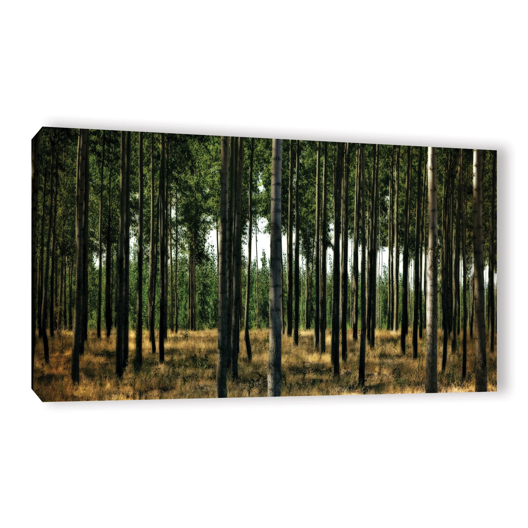 ArtWall Kevin Calkins "Standing Trees" Gallery-Wrapped Canvas