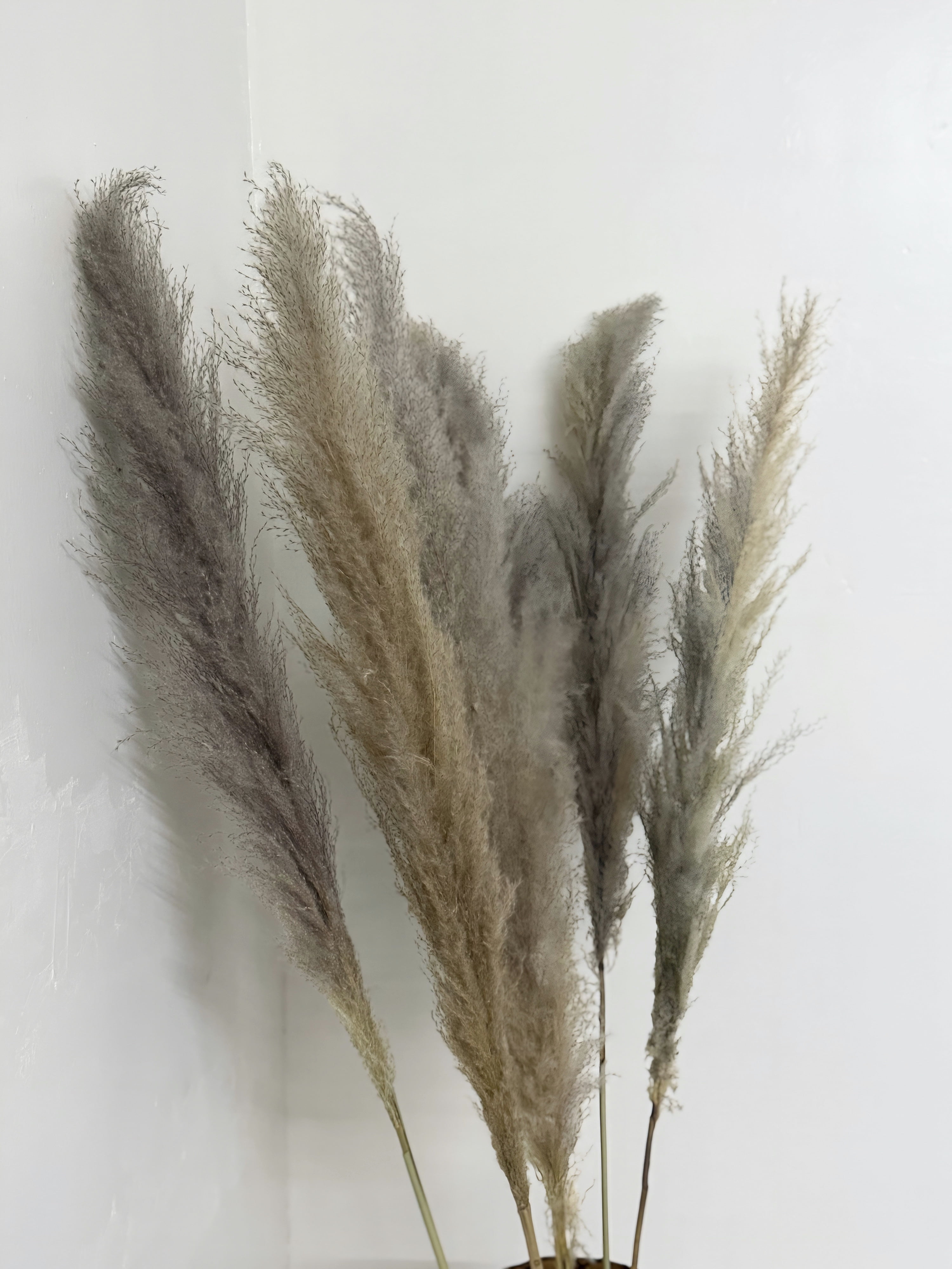 CalCastle Craft 48" Jumbo Pure-White Pampas Reeds 3 Pieces Fluffy Natural Dry Preserved Pampas Reed Stems