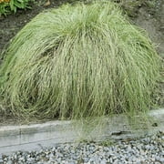 Carex Seeds - Frosted Curls Ornamental Grass Seed - 400 Seeds