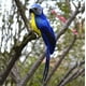 thumbnail image 1 of Nvzi 2 piezas de pájaros artificiales de 9,9 pulgadas, loro realista con modelo de decoración de loro con plumas realistas para manualidades de decoración, azul, 1 of 4